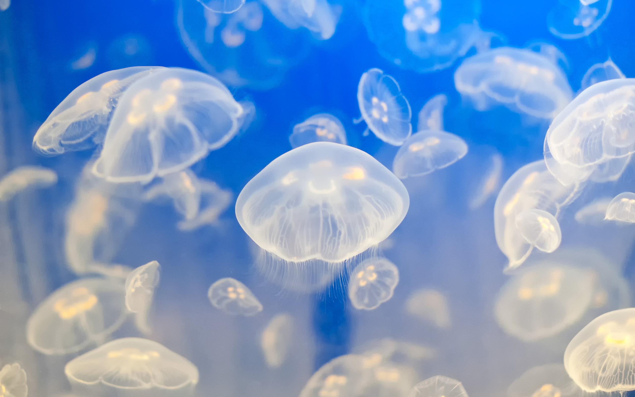 Colorful Jellyfish Wallpapers