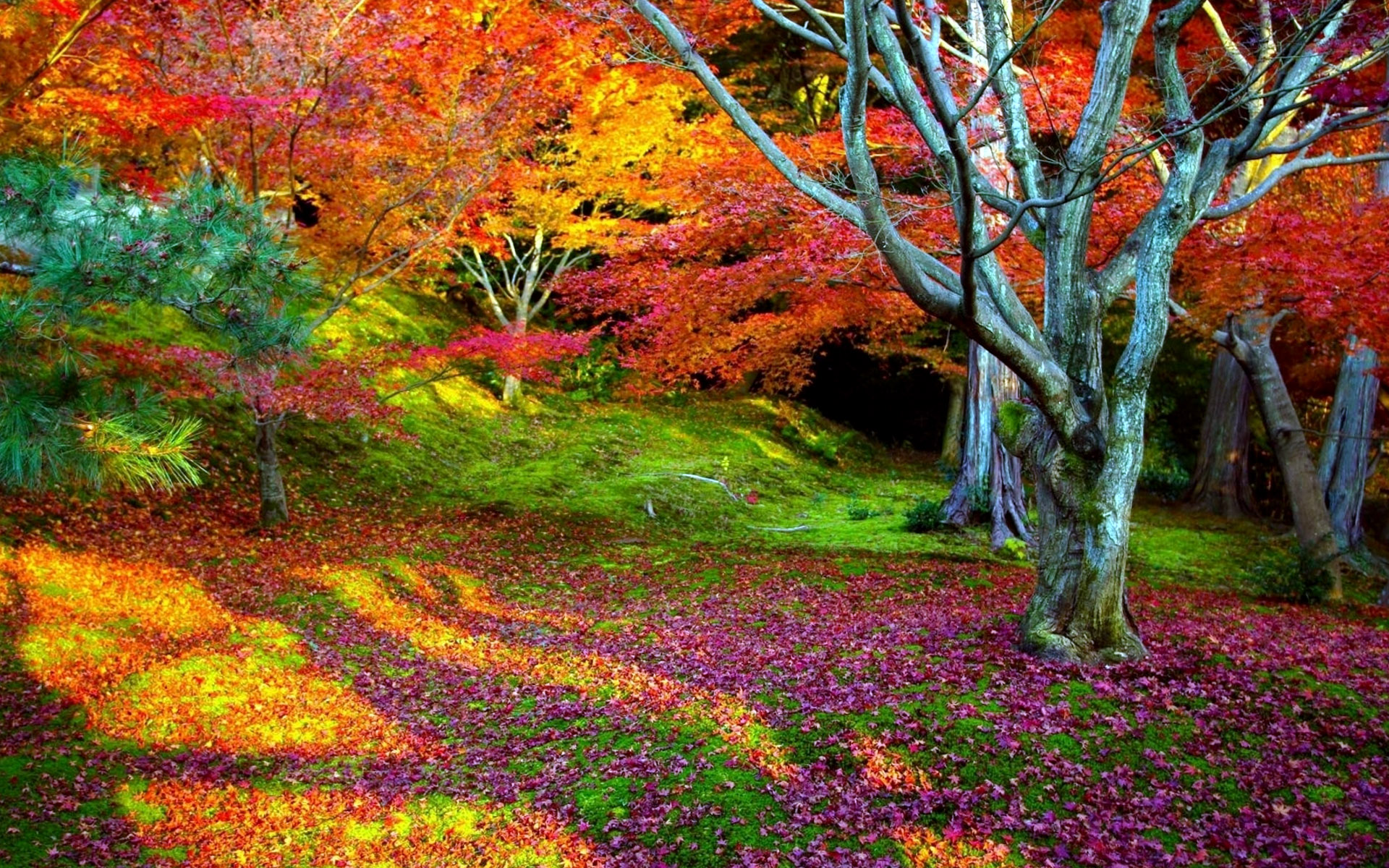 Colorful Nature Wallpapers
