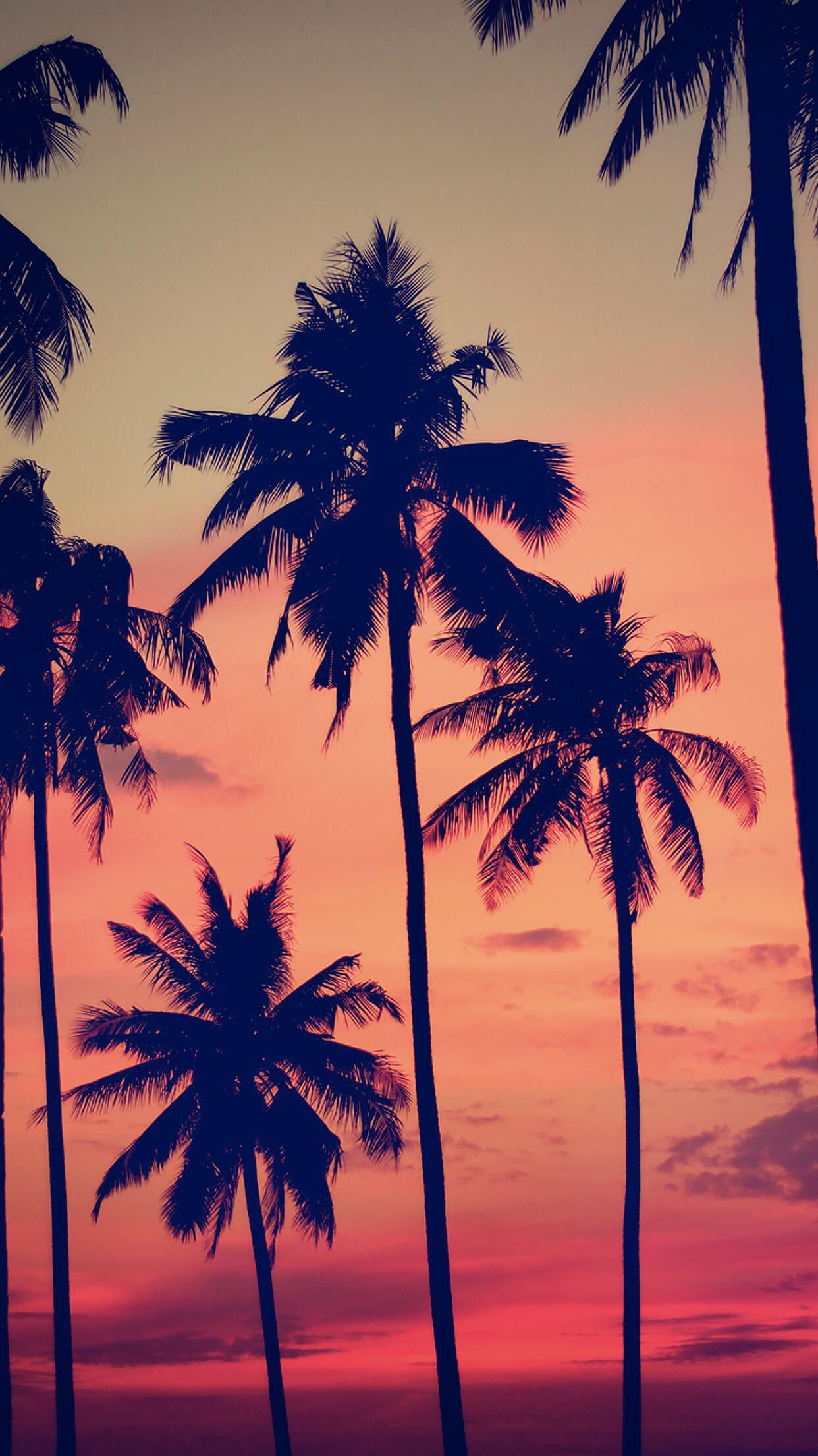 Colorful Palm Tree Wallpapers