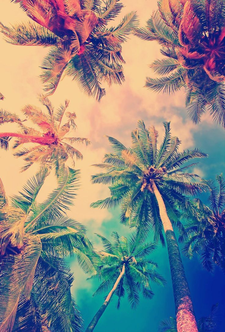 Colorful Palm Tree Wallpapers