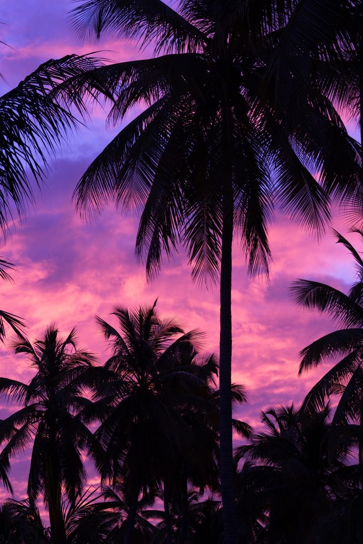 Colorful Palm Tree Wallpapers