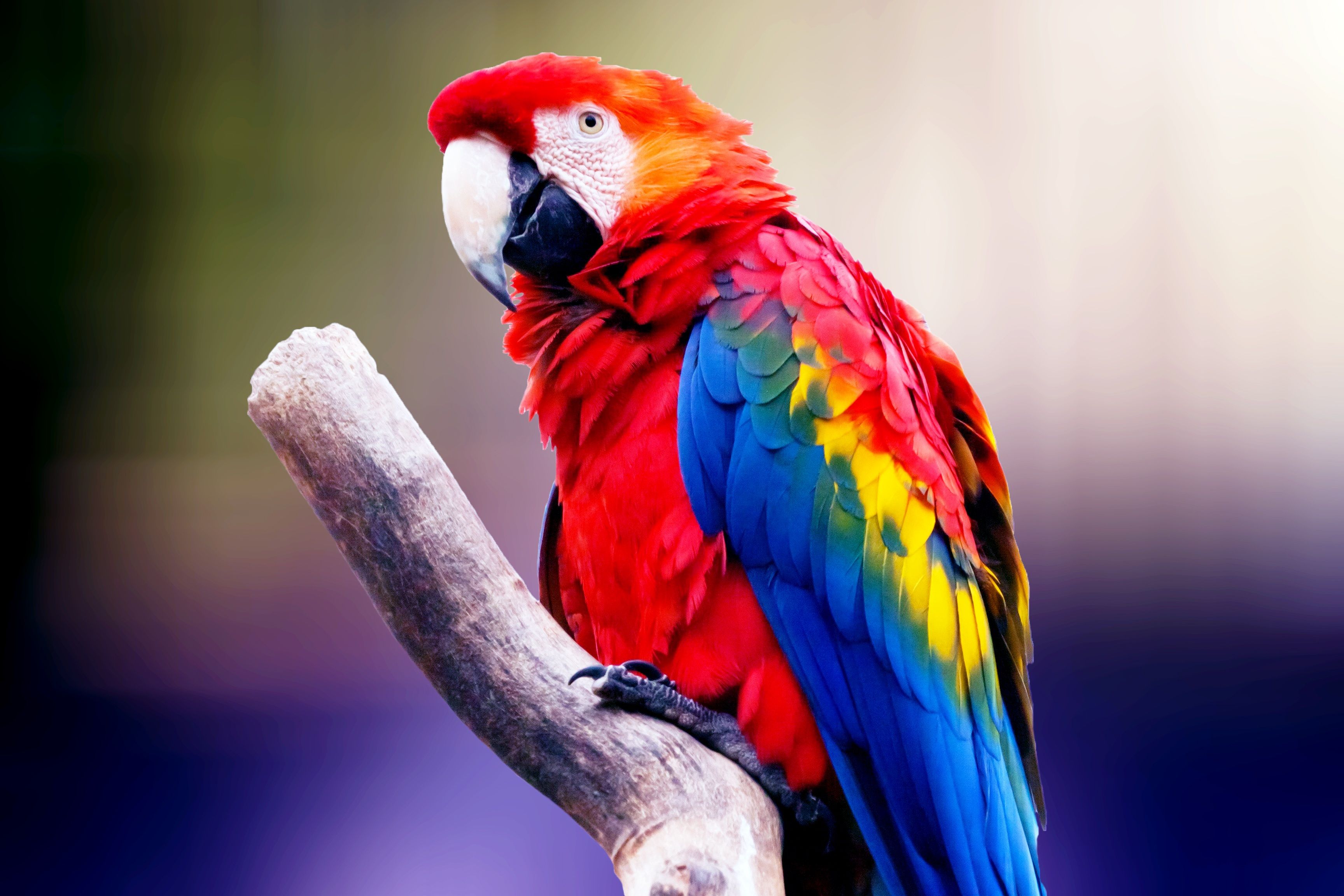 Colorful Parrot Wallpapers