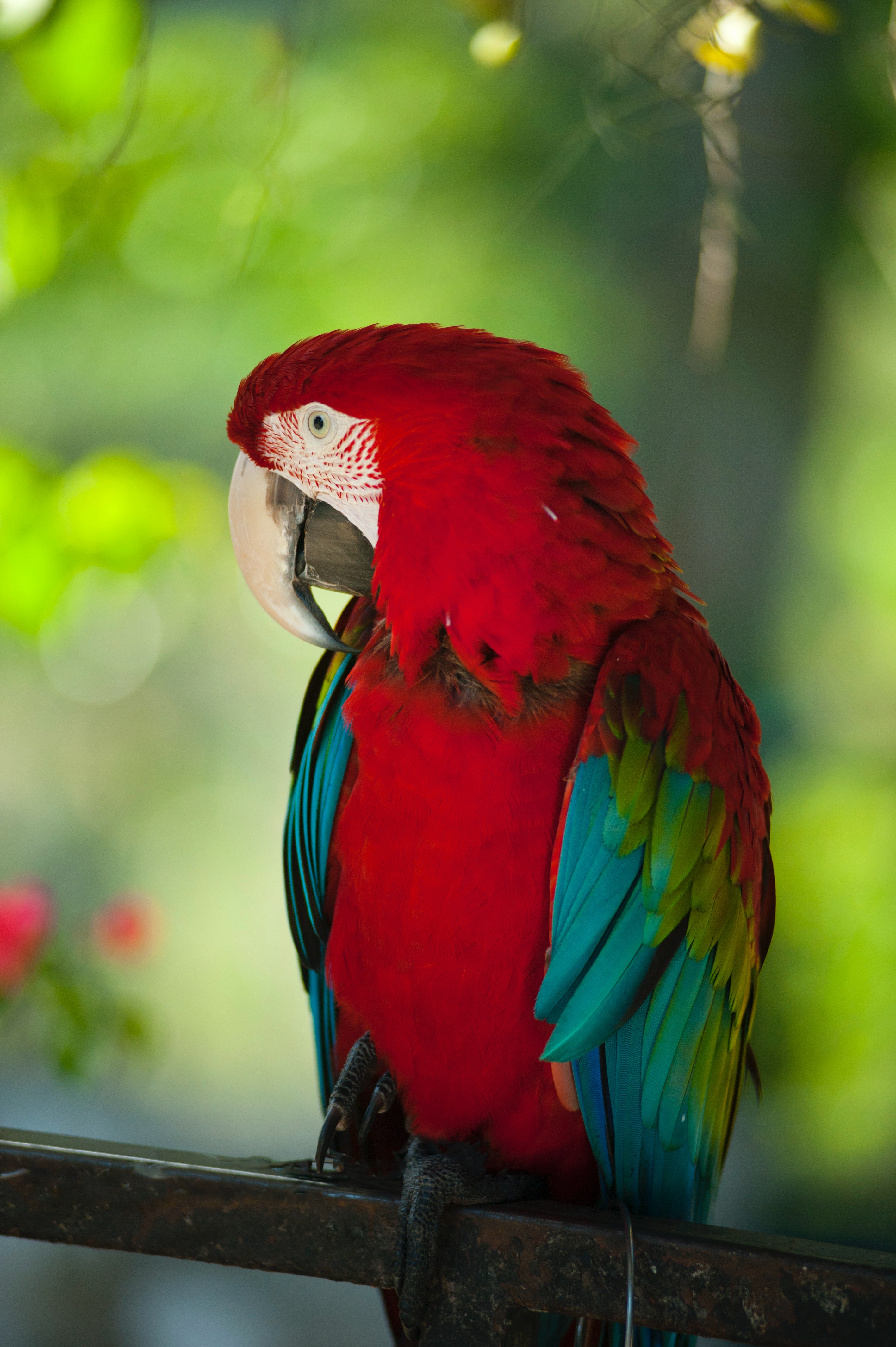 Colorful Parrot Wallpapers