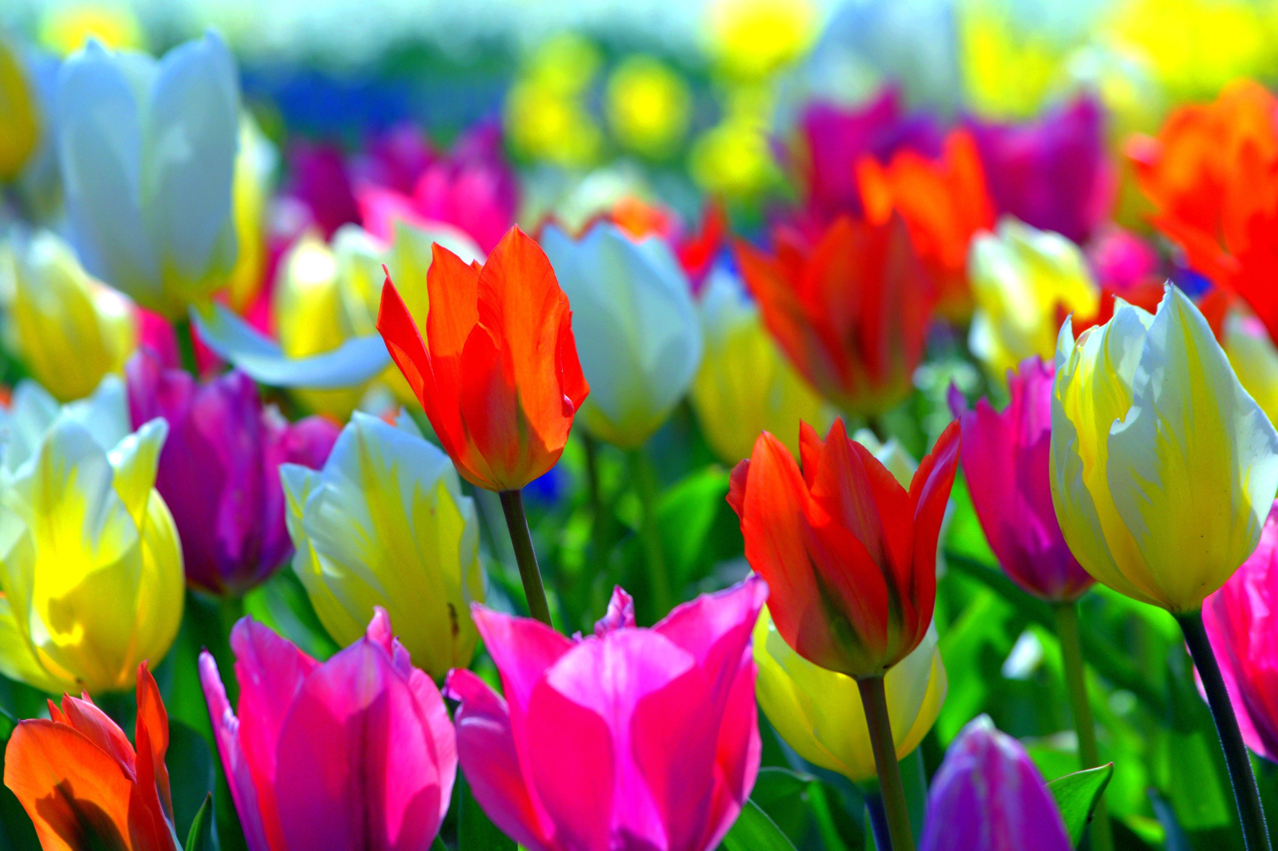 Colorful Spring Computer Wallpapers