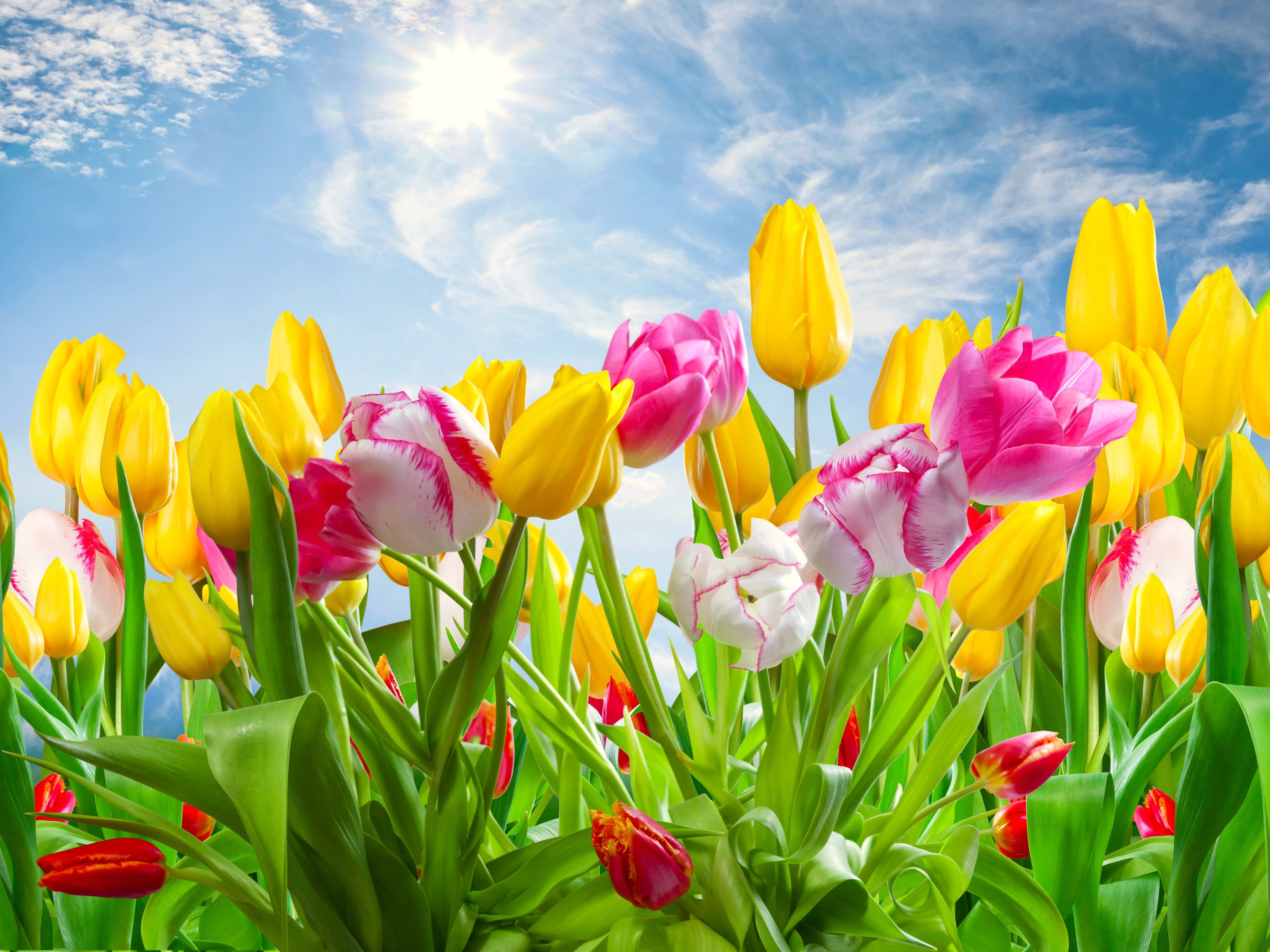 Colorful Spring Computer Wallpapers