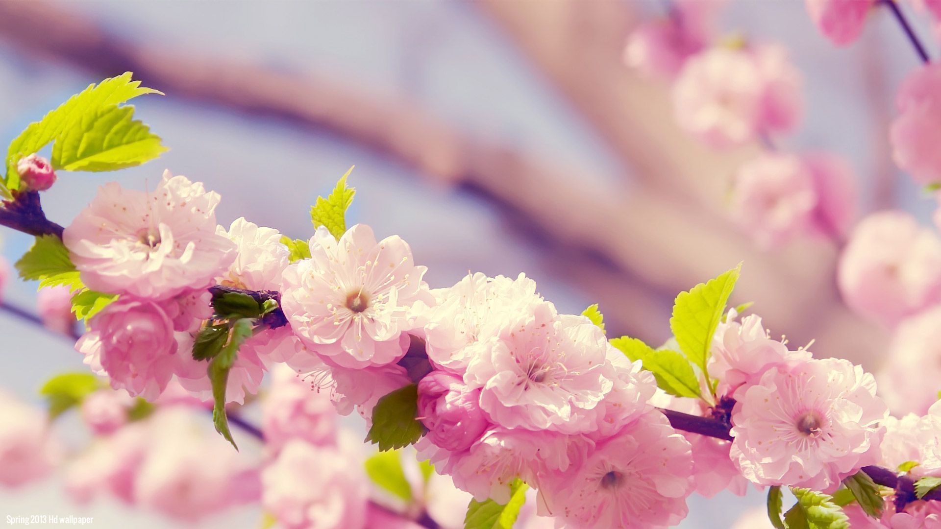 Colorful Spring Computer Wallpapers