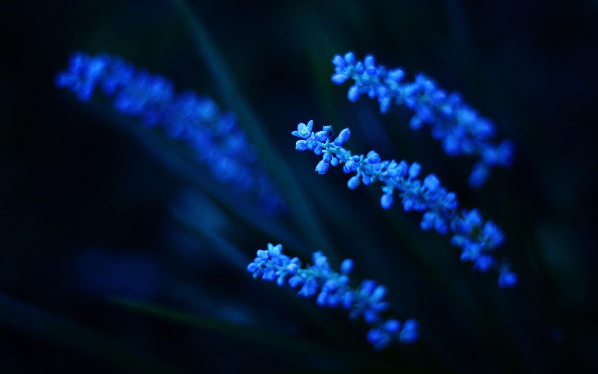 Dark Blue Flower Aesthetic Wallpapers