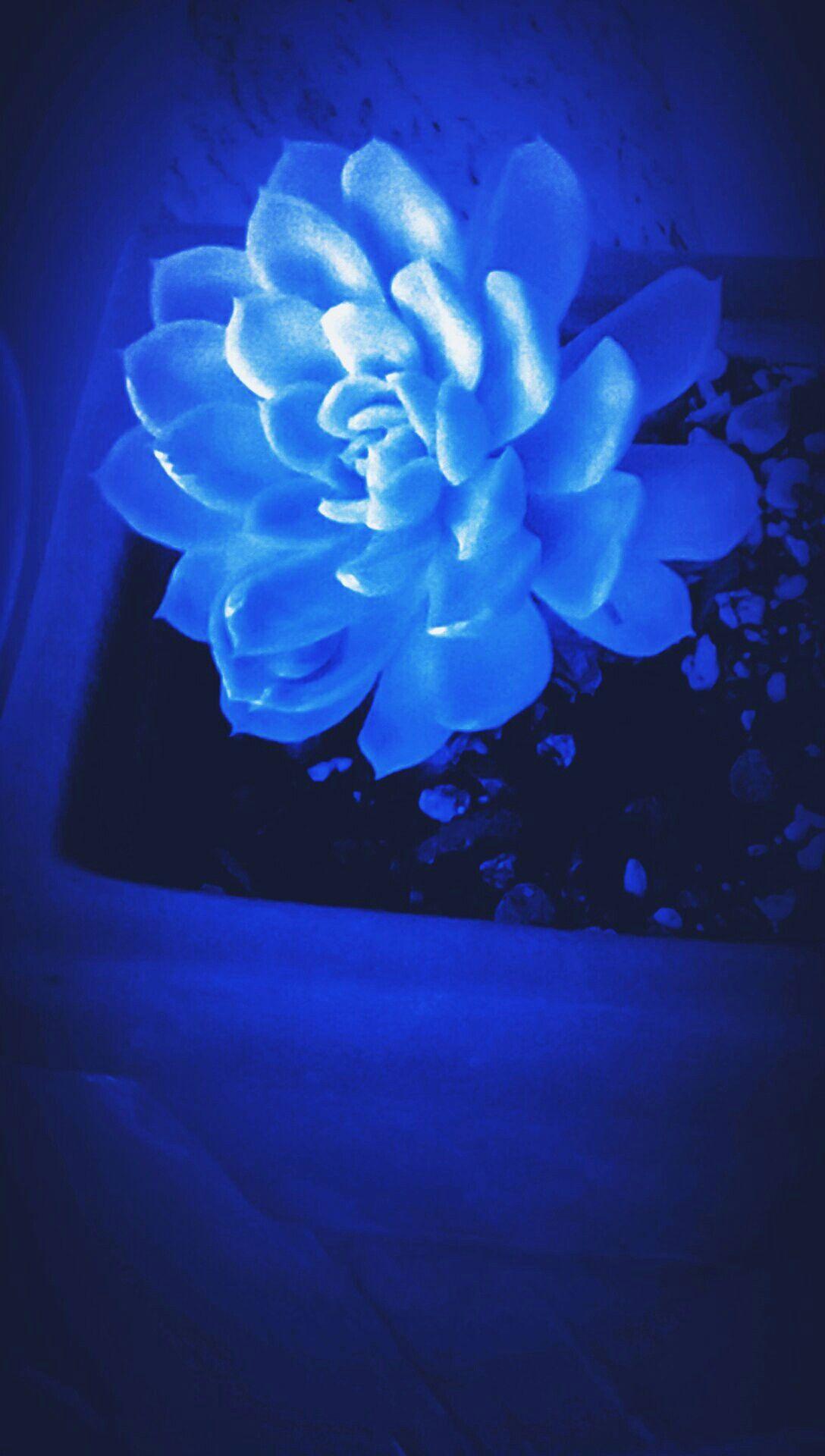 Dark Blue Flower Aesthetic Wallpapers