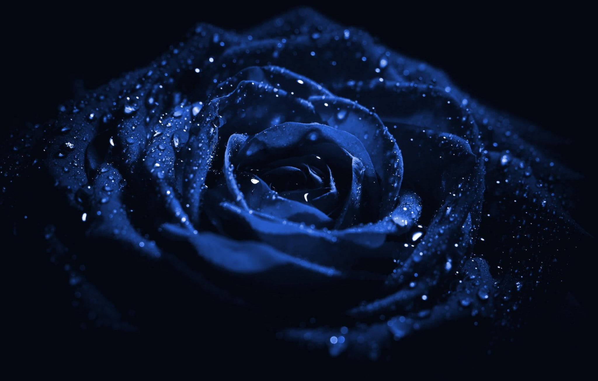 Dark Blue Flower Aesthetic Wallpapers