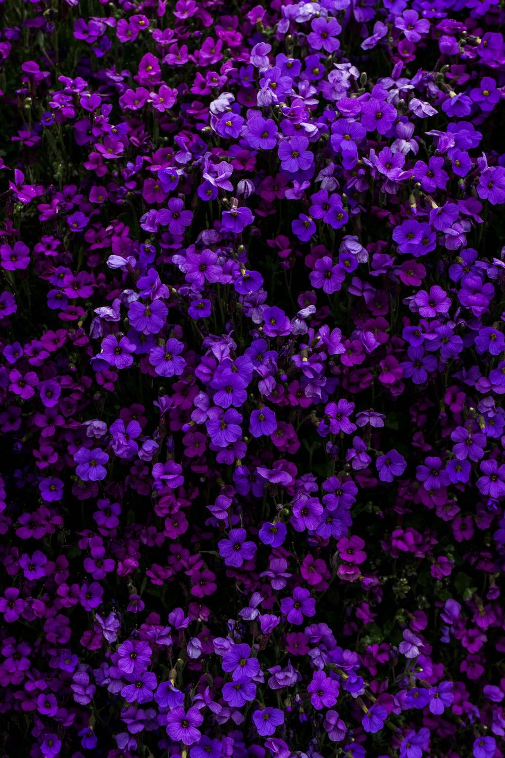 Dark Blue Flower Aesthetic Wallpapers