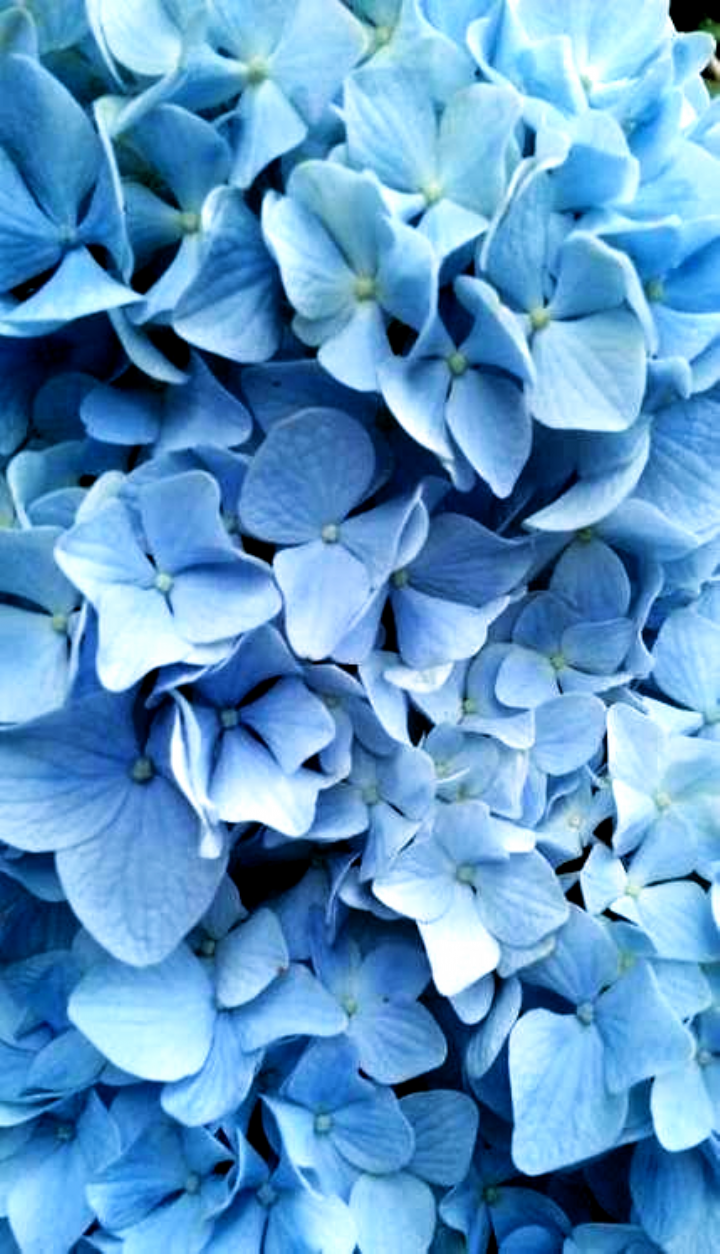 Dark Blue Flower Aesthetic Wallpapers