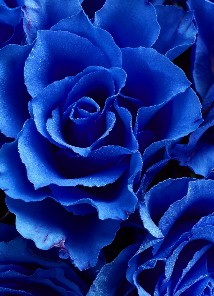 Dark Blue Flower Aesthetic Wallpapers