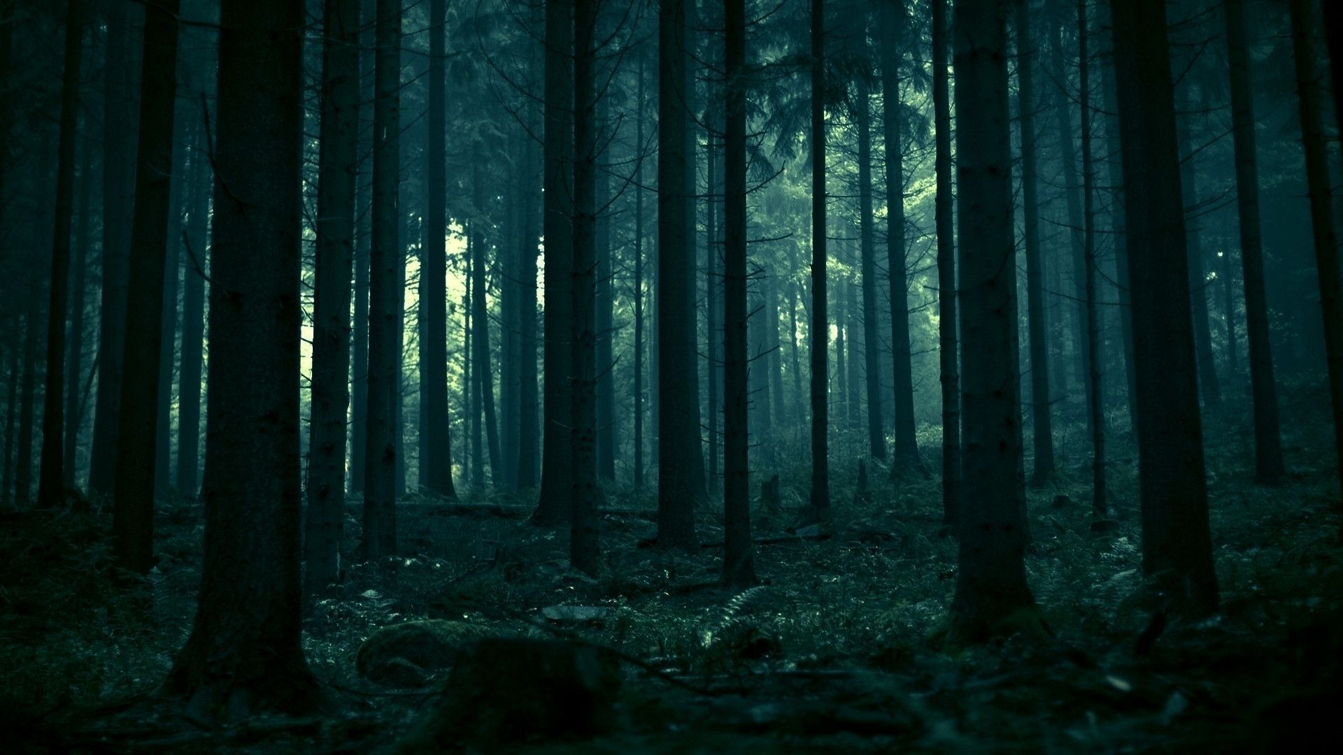 Dark Forest Wallpapers