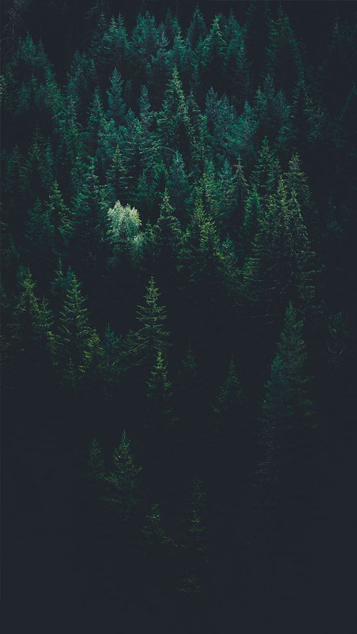 Dark Forest Wallpapers
