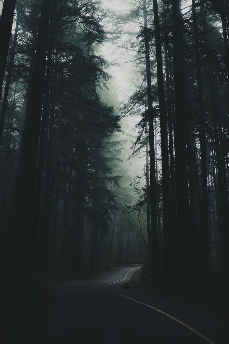 Dark Forest Aesthetic Wallpapers