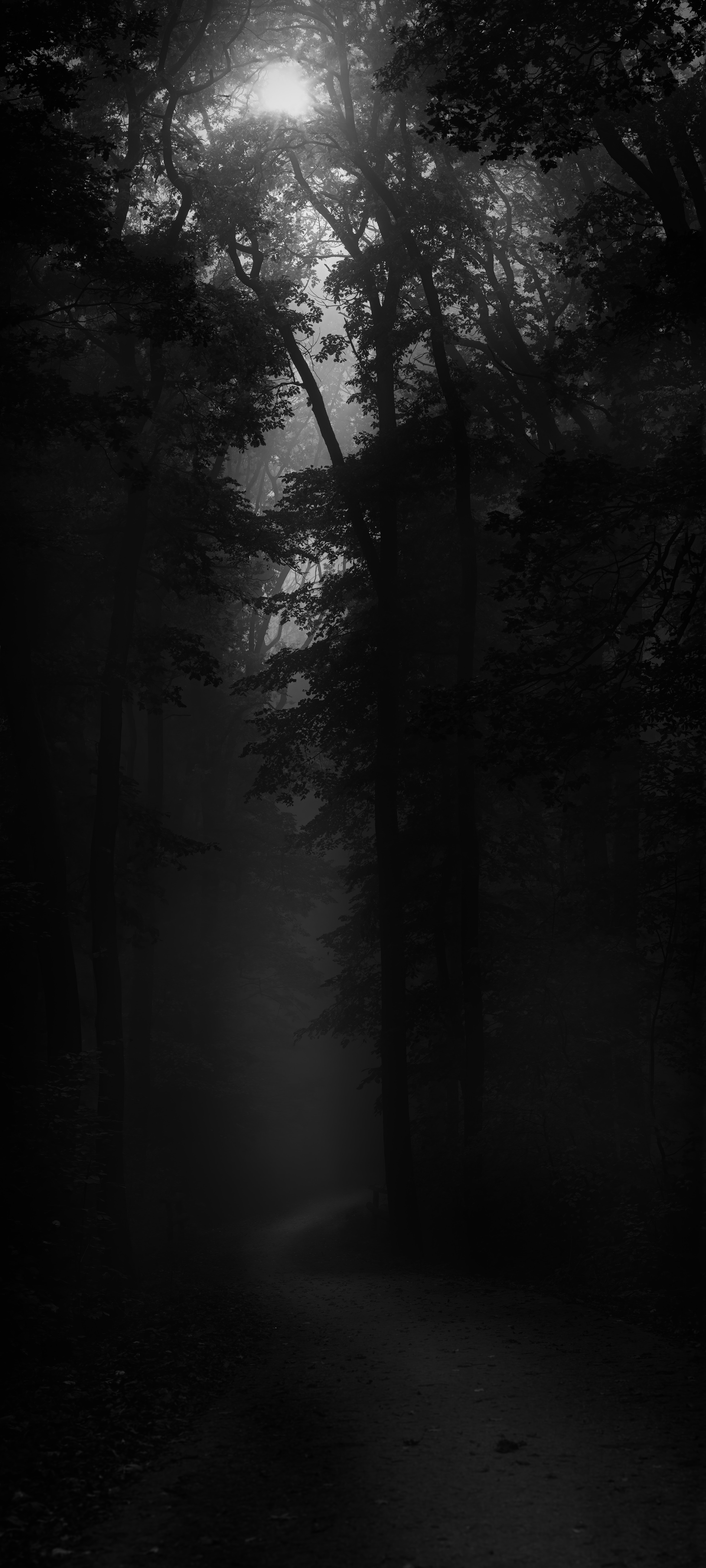 Dark Forest Aesthetic Wallpapers