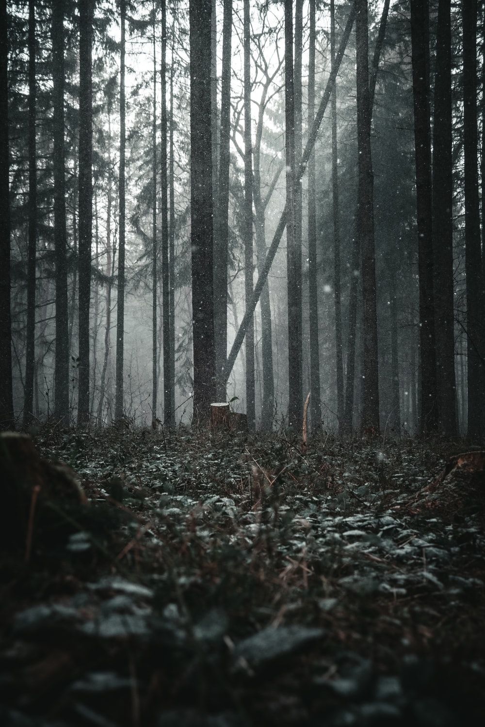 Dark Forest Aesthetic Wallpapers