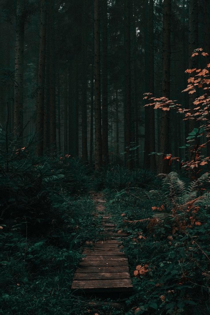 Dark Forest Aesthetic Wallpapers