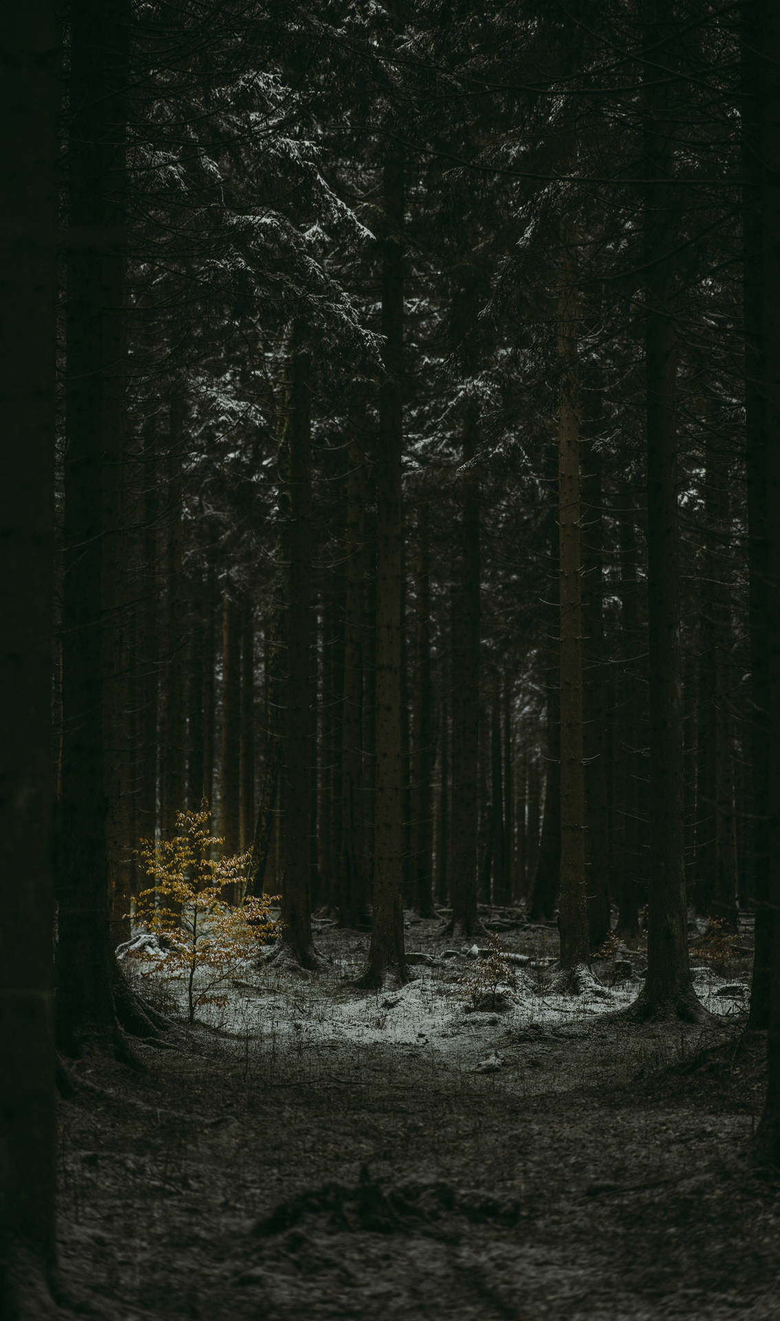 Dark Forest Aesthetic Wallpapers