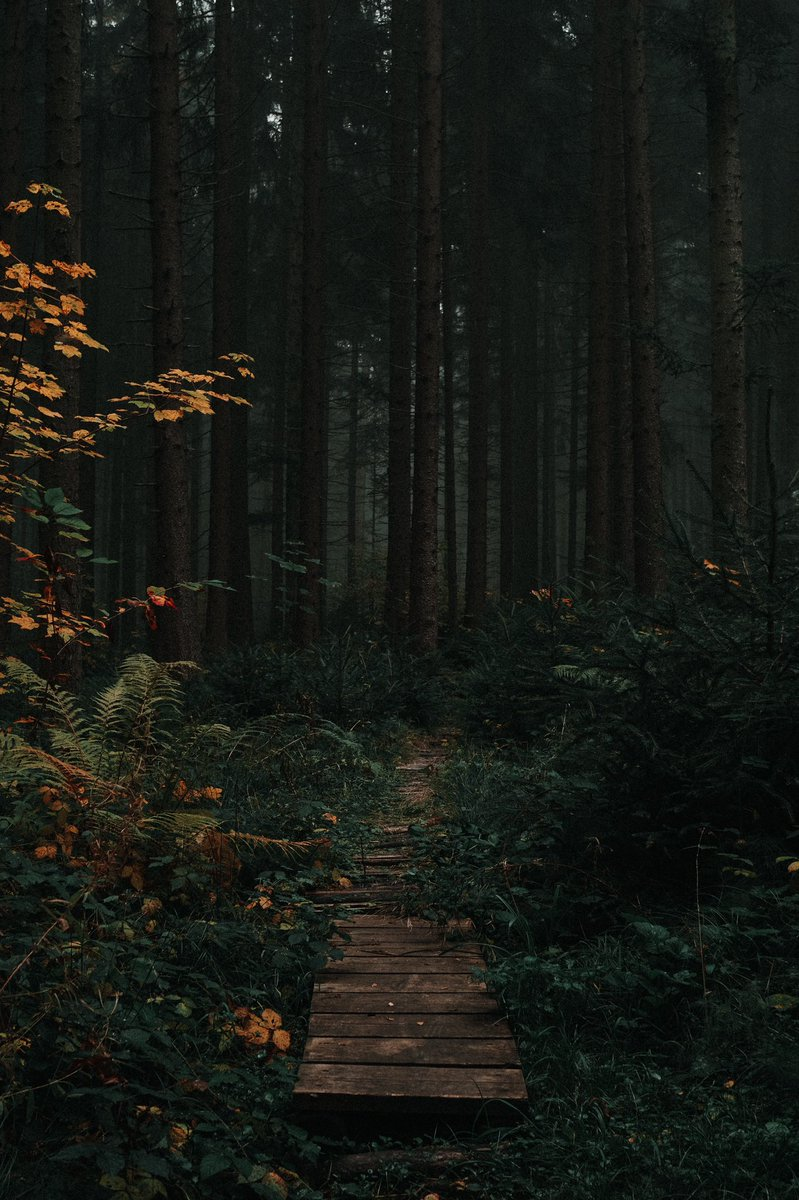 Dark Forest Aesthetic Wallpapers