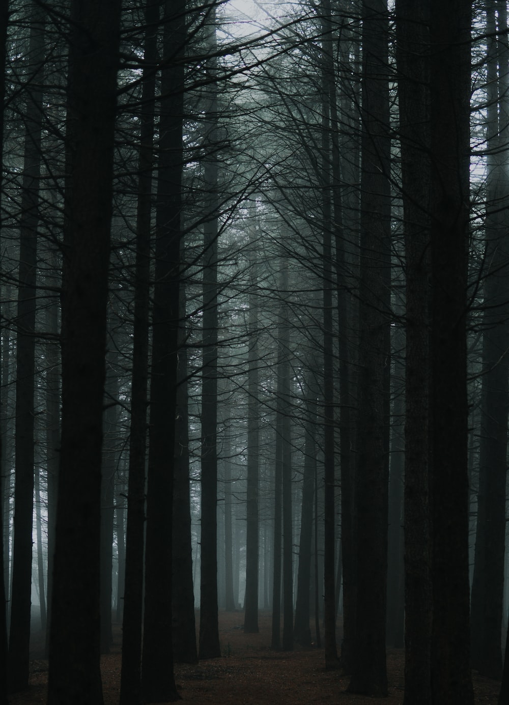 Dark Forest Aesthetic Wallpapers