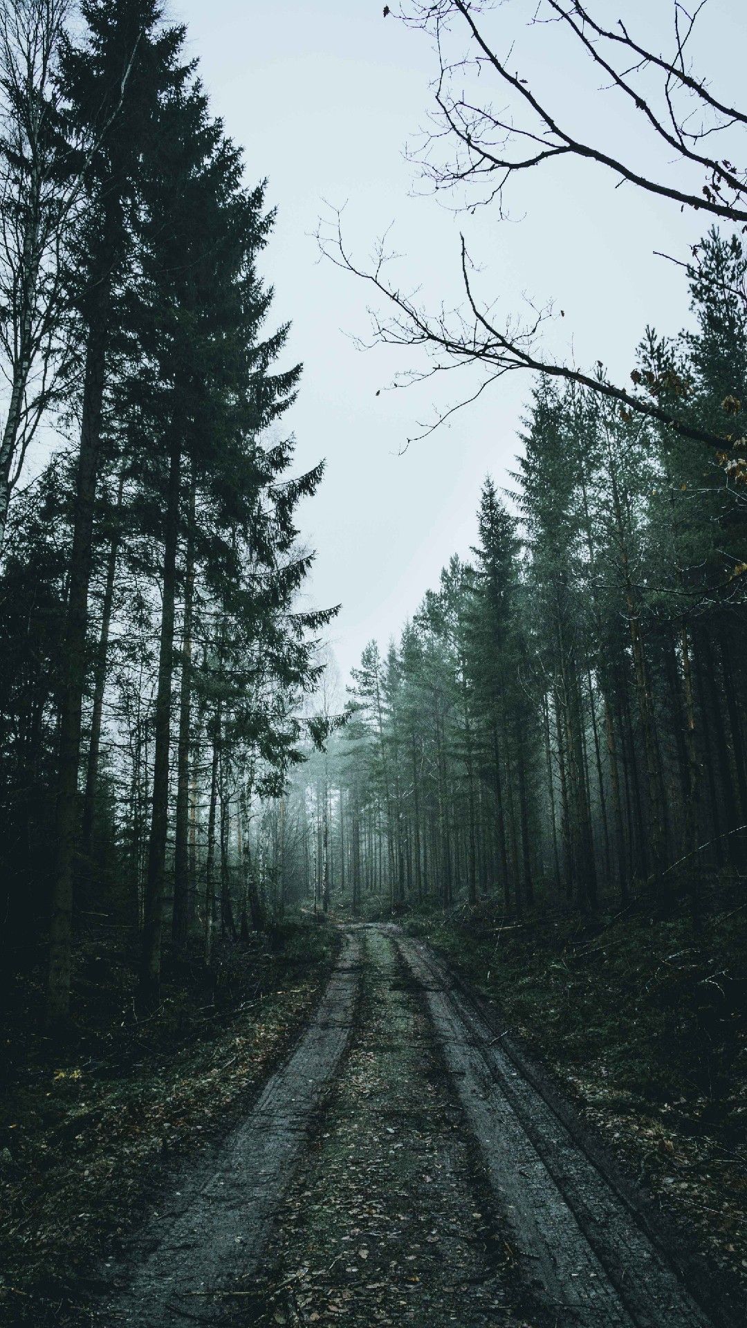 Dark Forest Aesthetic Wallpapers