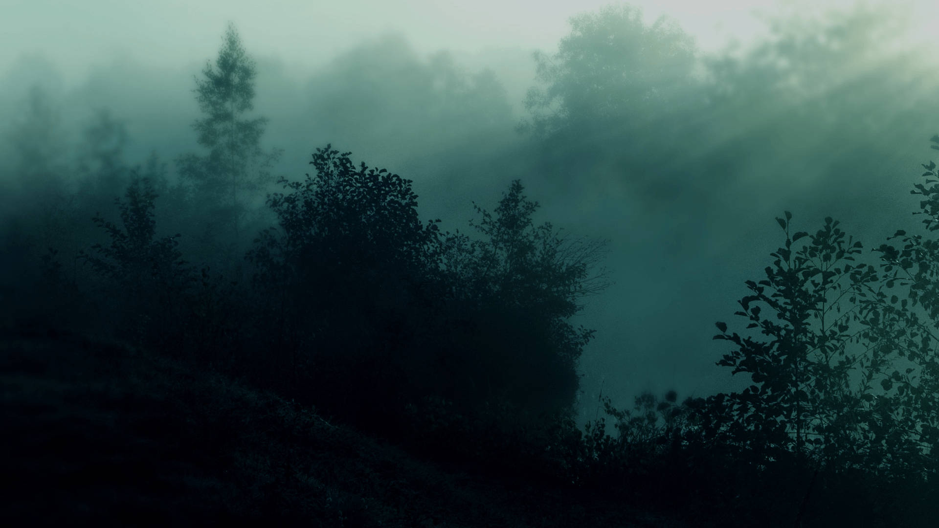 Dark Forest Aesthetic Wallpapers