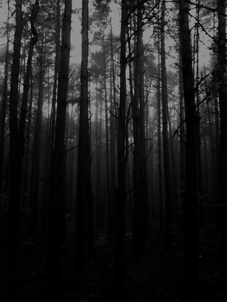 Dark Forest Aesthetic Wallpapers