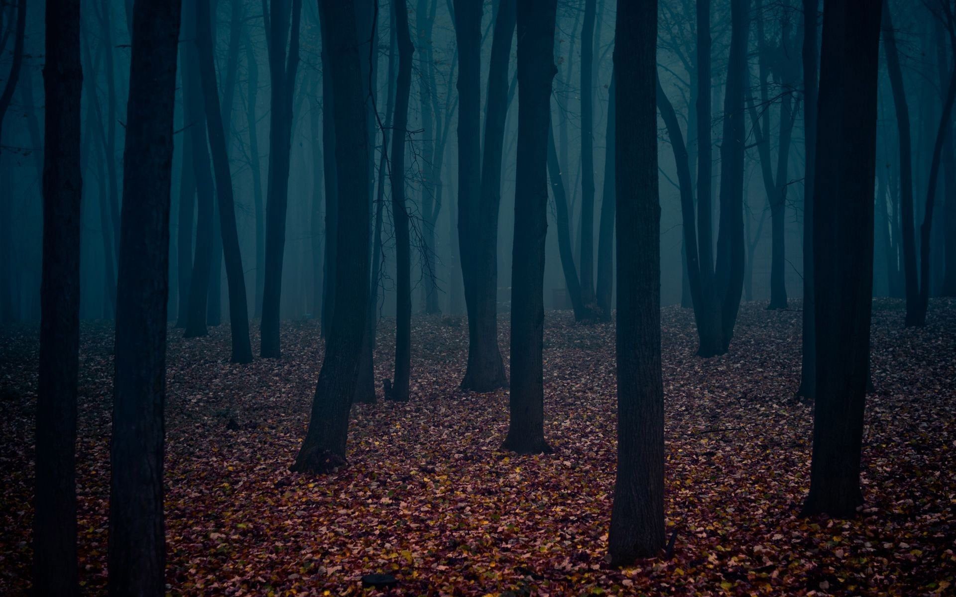 Dark Forest Aesthetic Wallpapers