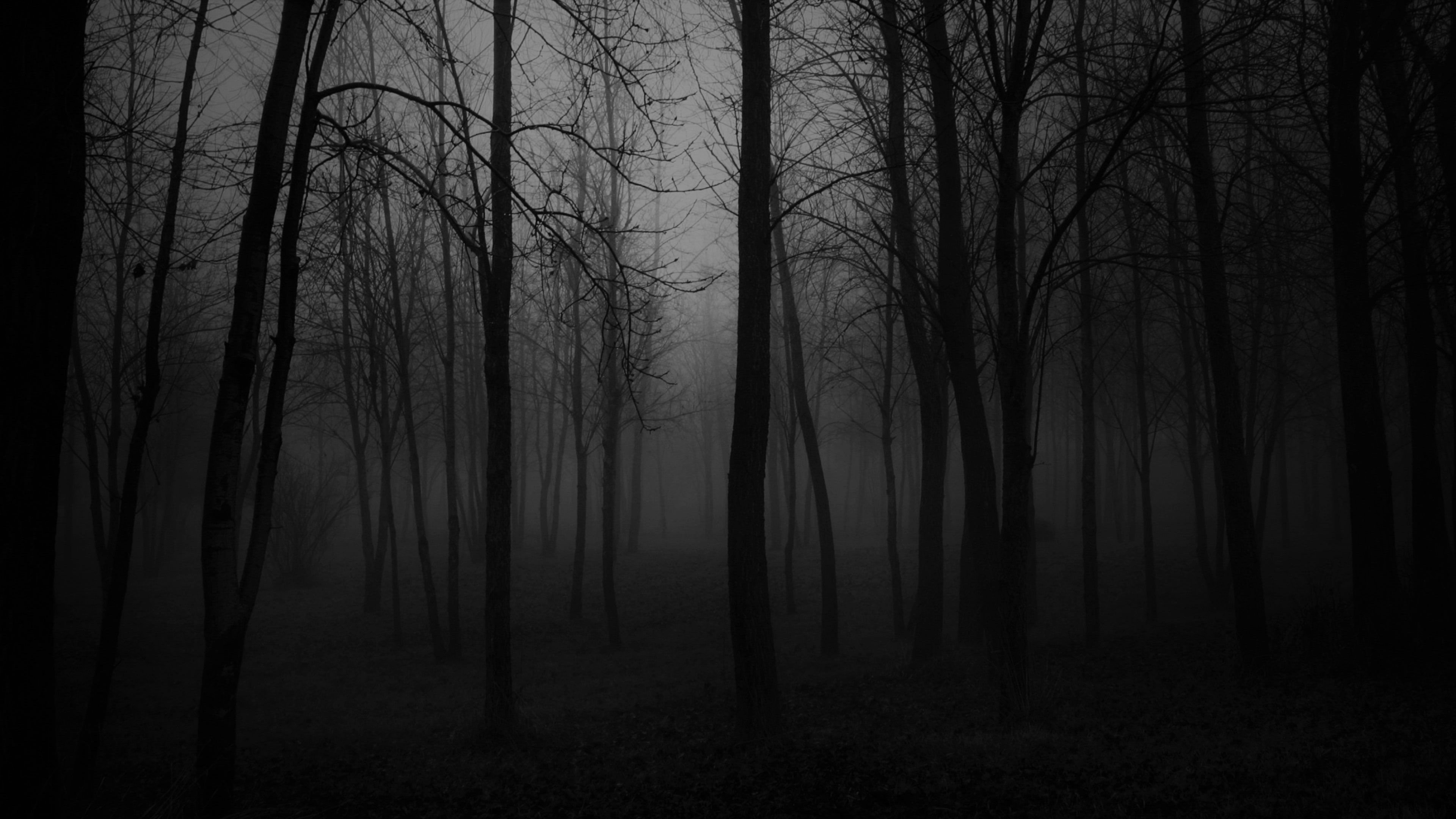 Dark Forest Fog Wallpapers