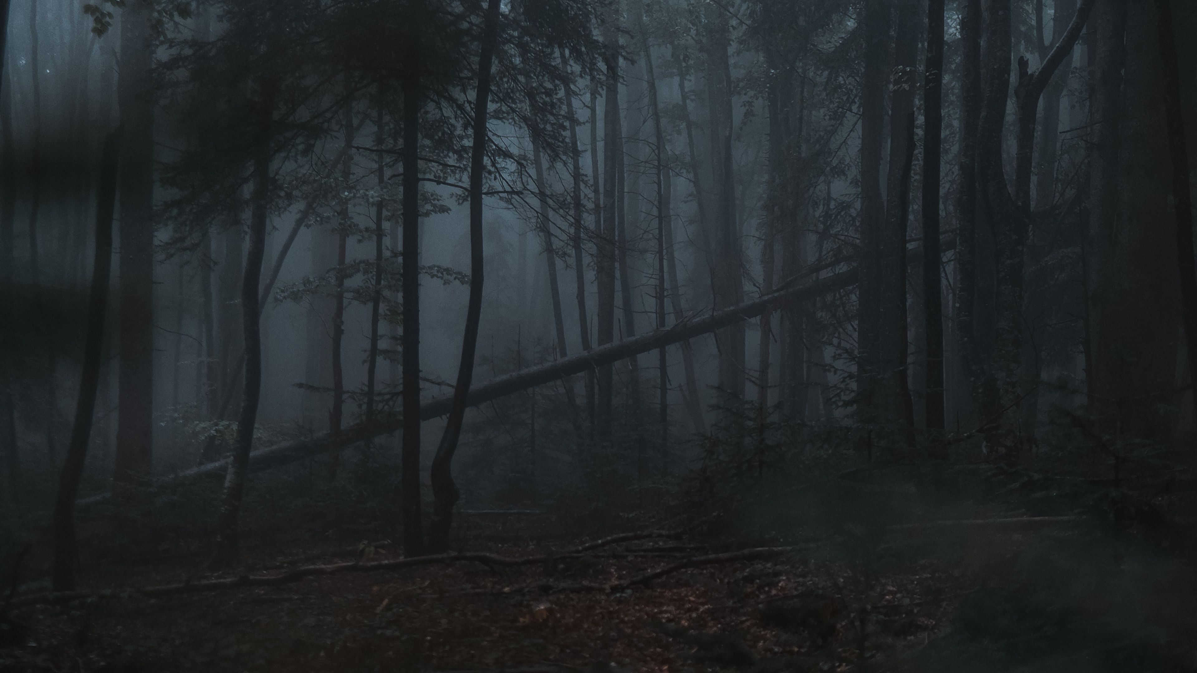 Dark Forest Fog Wallpapers