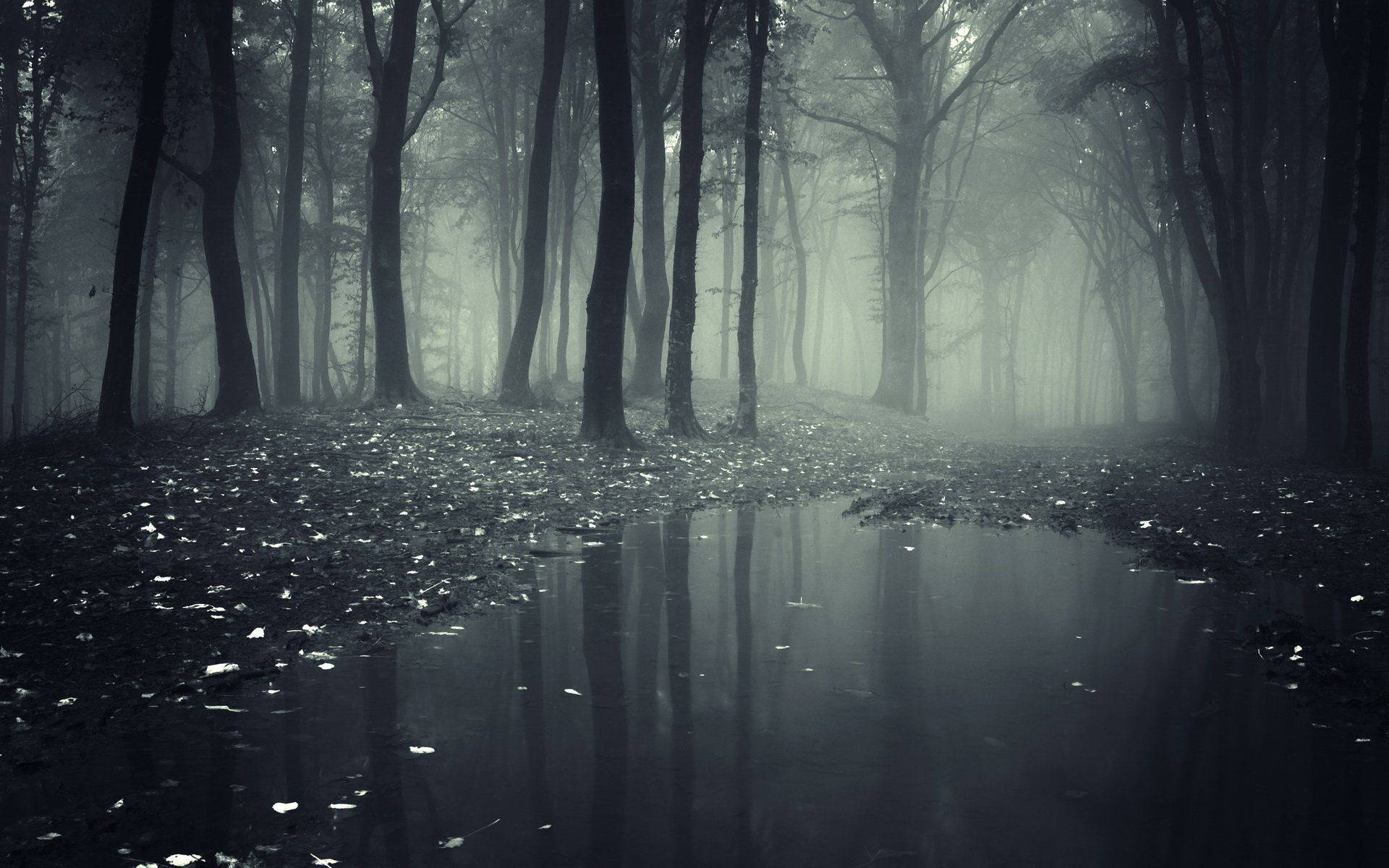 Dark Forest Fog Wallpapers