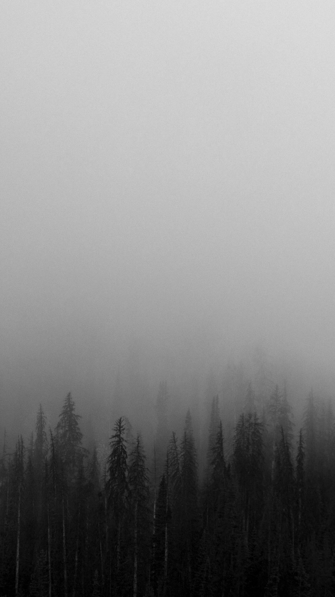 Dark Forest Fog Wallpapers