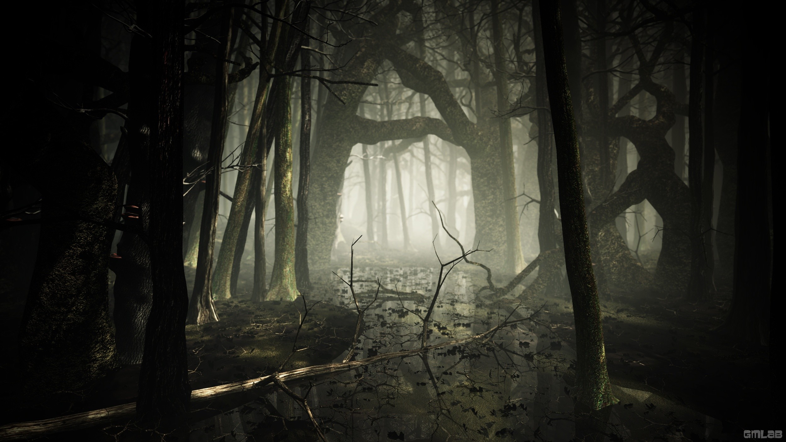 Dark Forest Fog Wallpapers