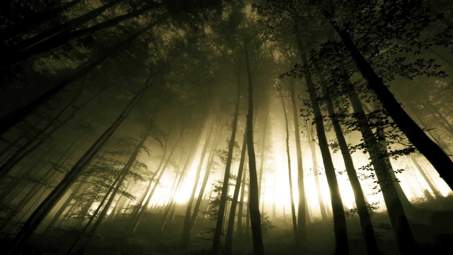 Dark Forest Fog Wallpapers