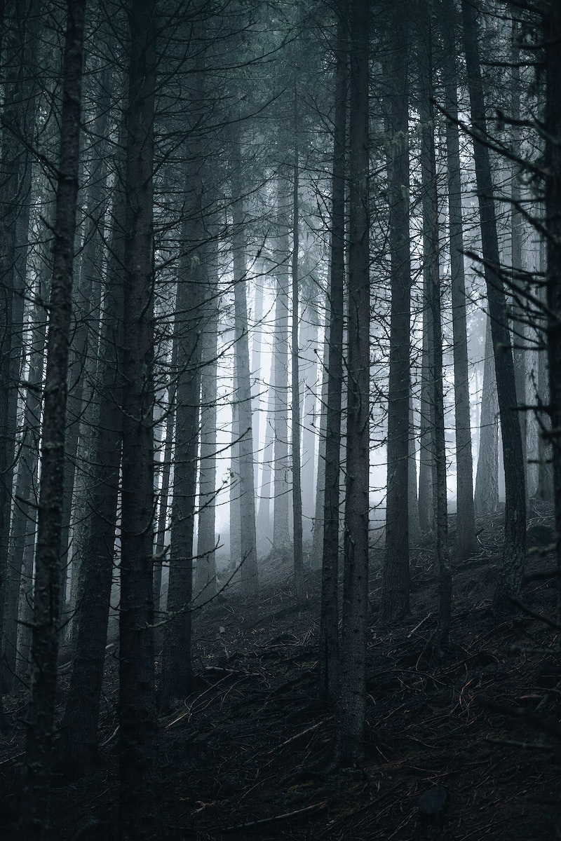 Dark Forest Fog Wallpapers