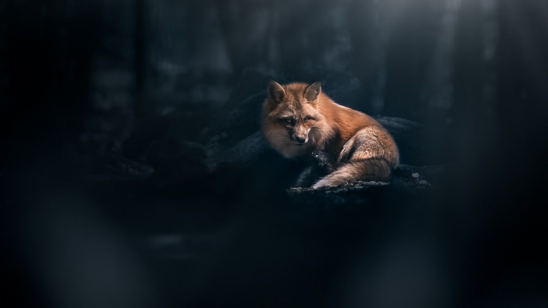 Dark Fox Wallpapers