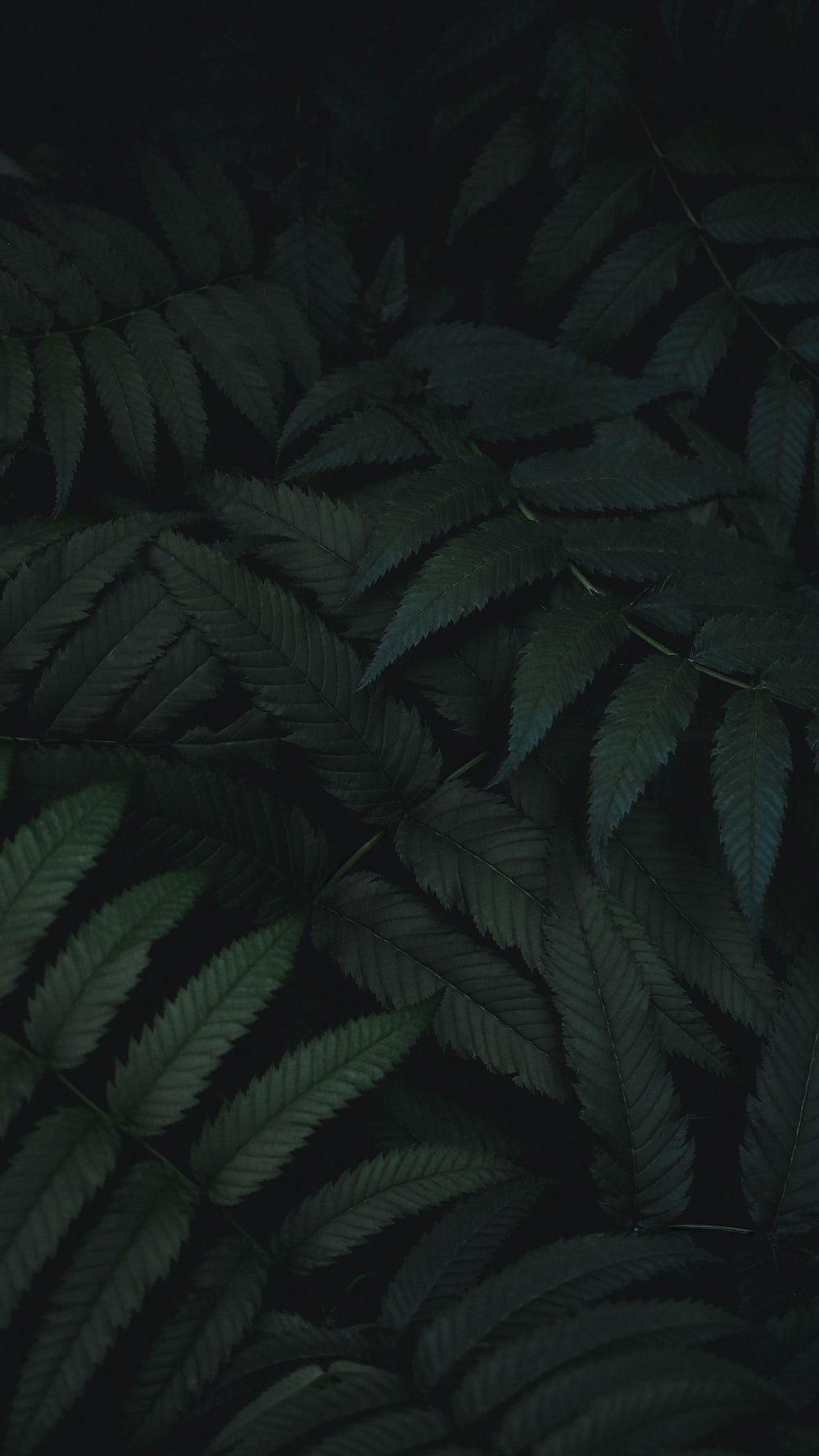 Dark Green Wallpapers