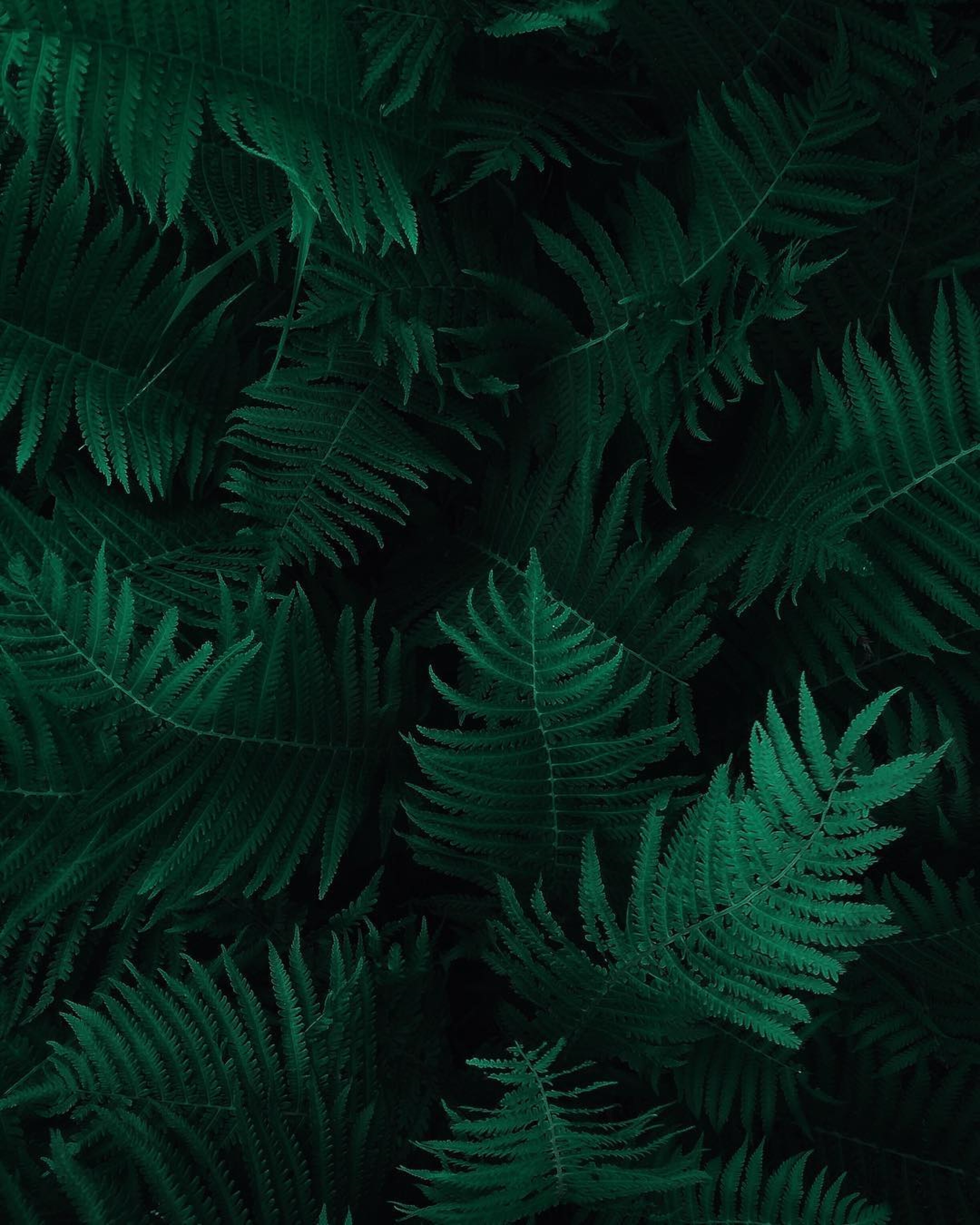 Dark Green Wallpapers