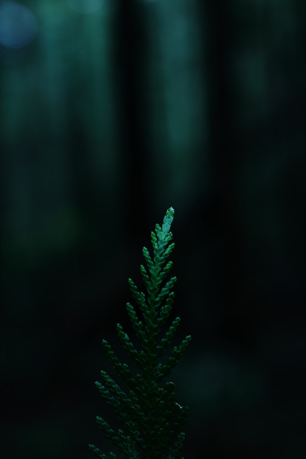 Dark Green Wallpapers