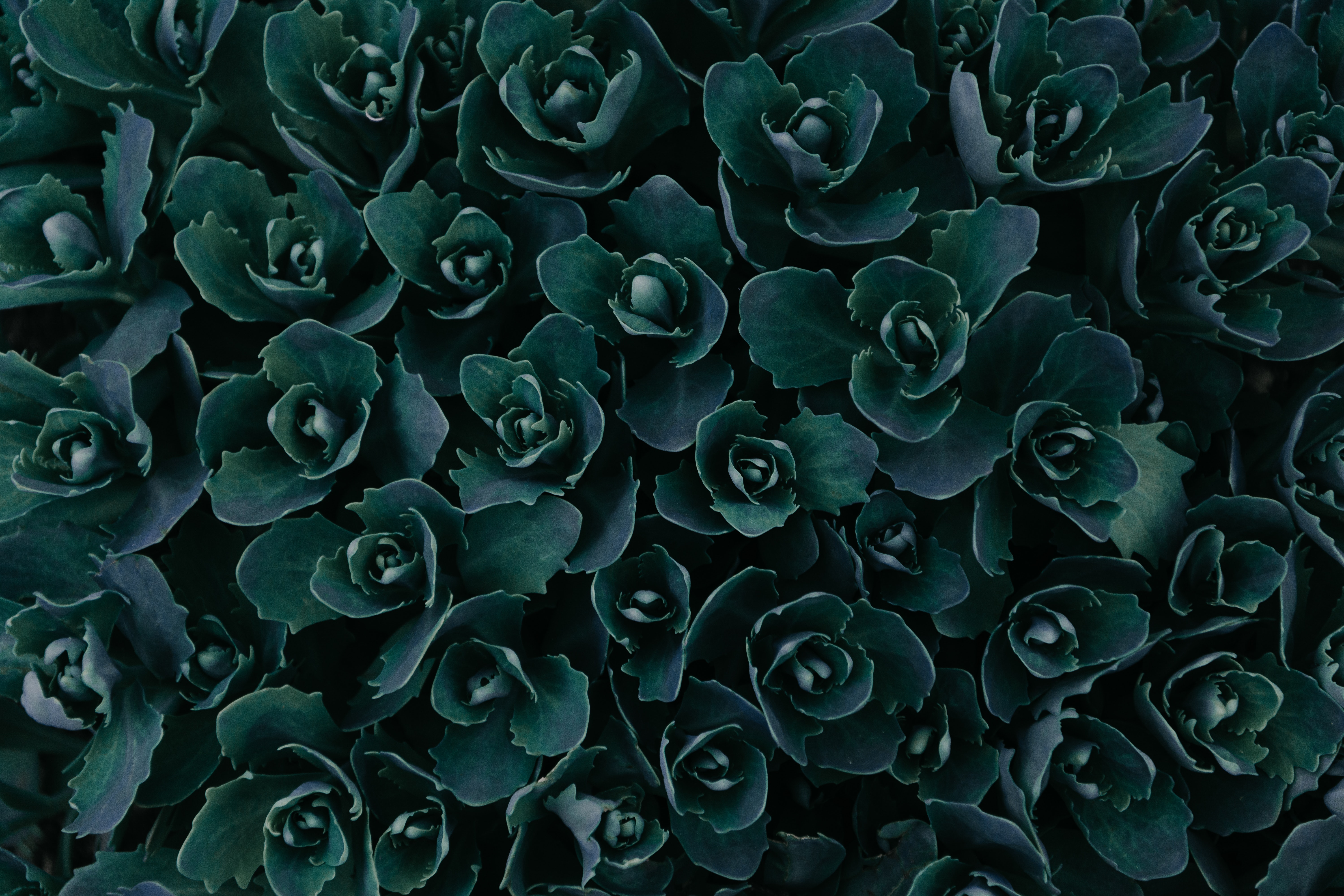 Dark Green Wallpapers