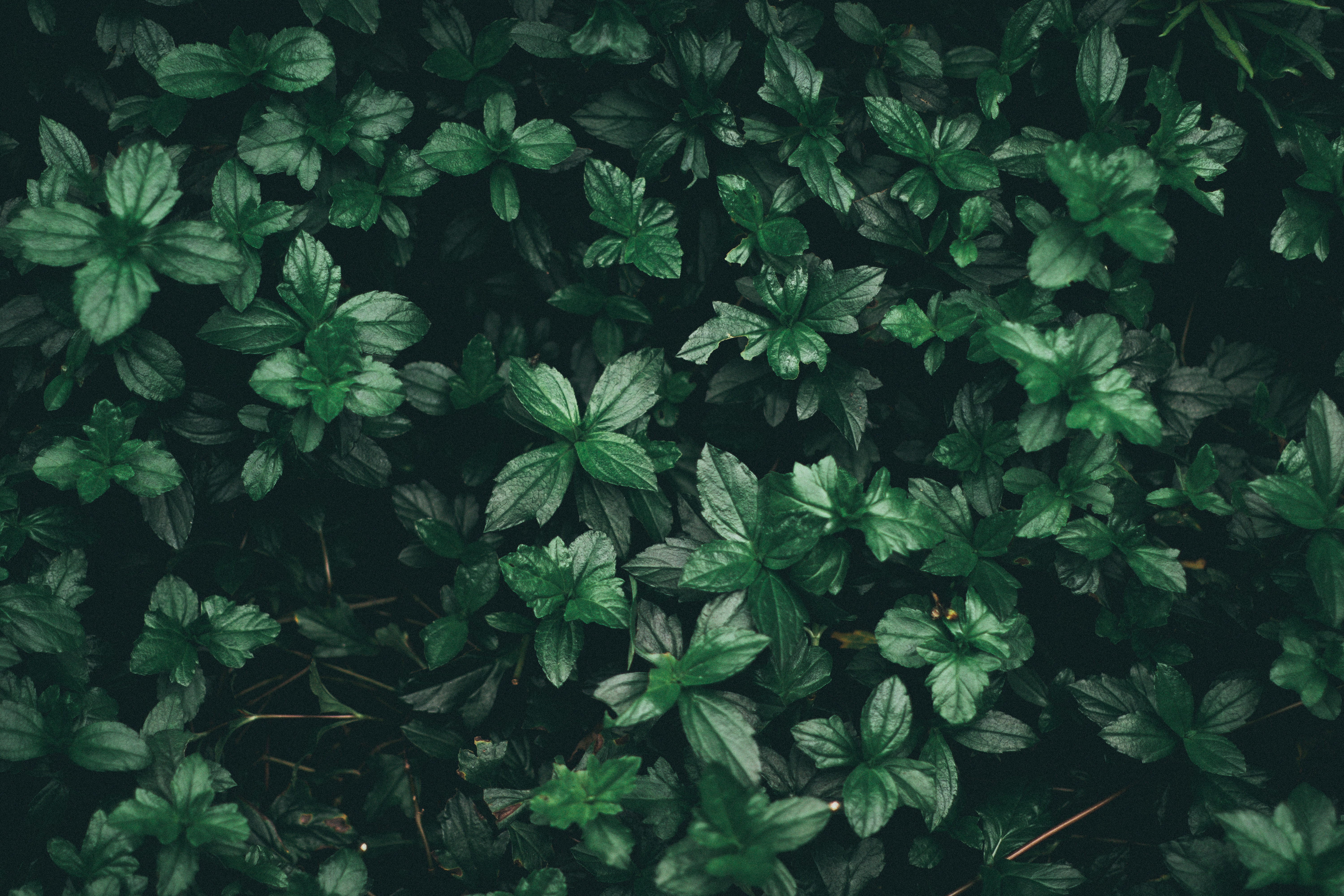 Dark Green Wallpapers