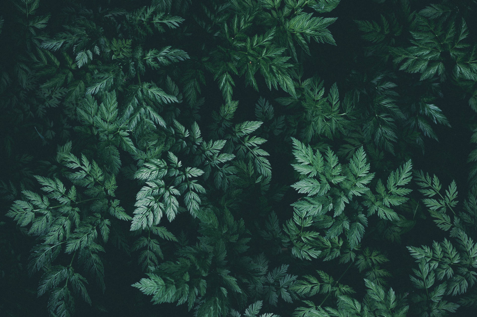 Dark Green Wallpapers