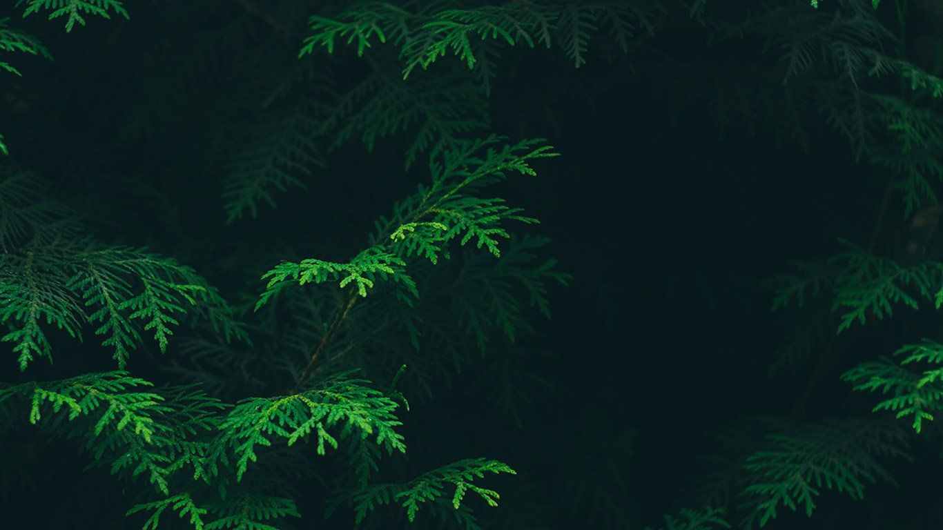 Dark Green Wallpapers