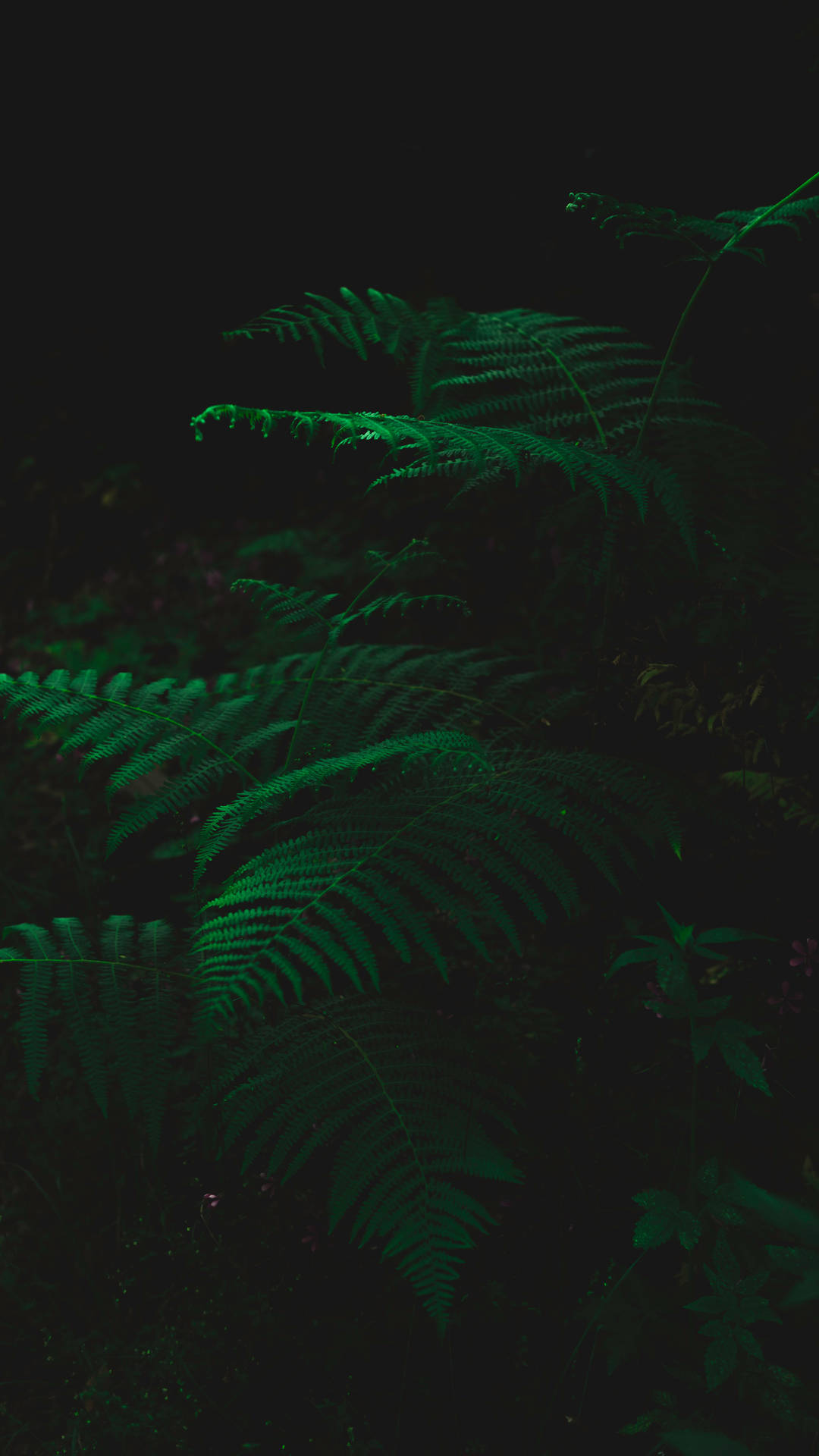 Dark Green Wallpapers