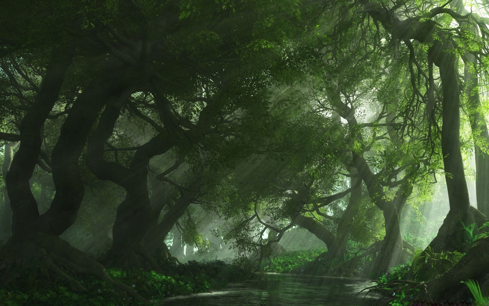 Dark Green Forest Wallpapers