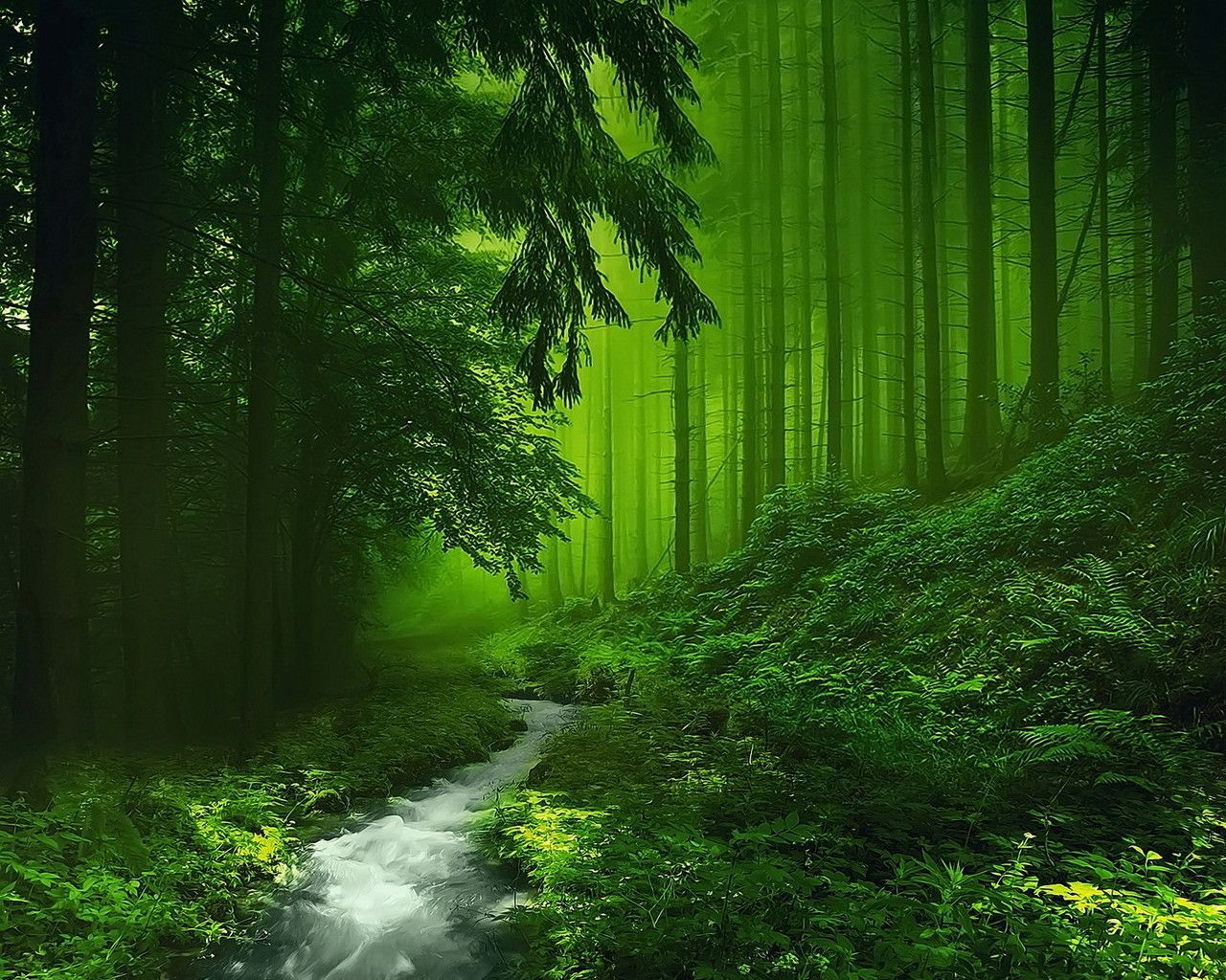 Dark Green Forest Wallpapers