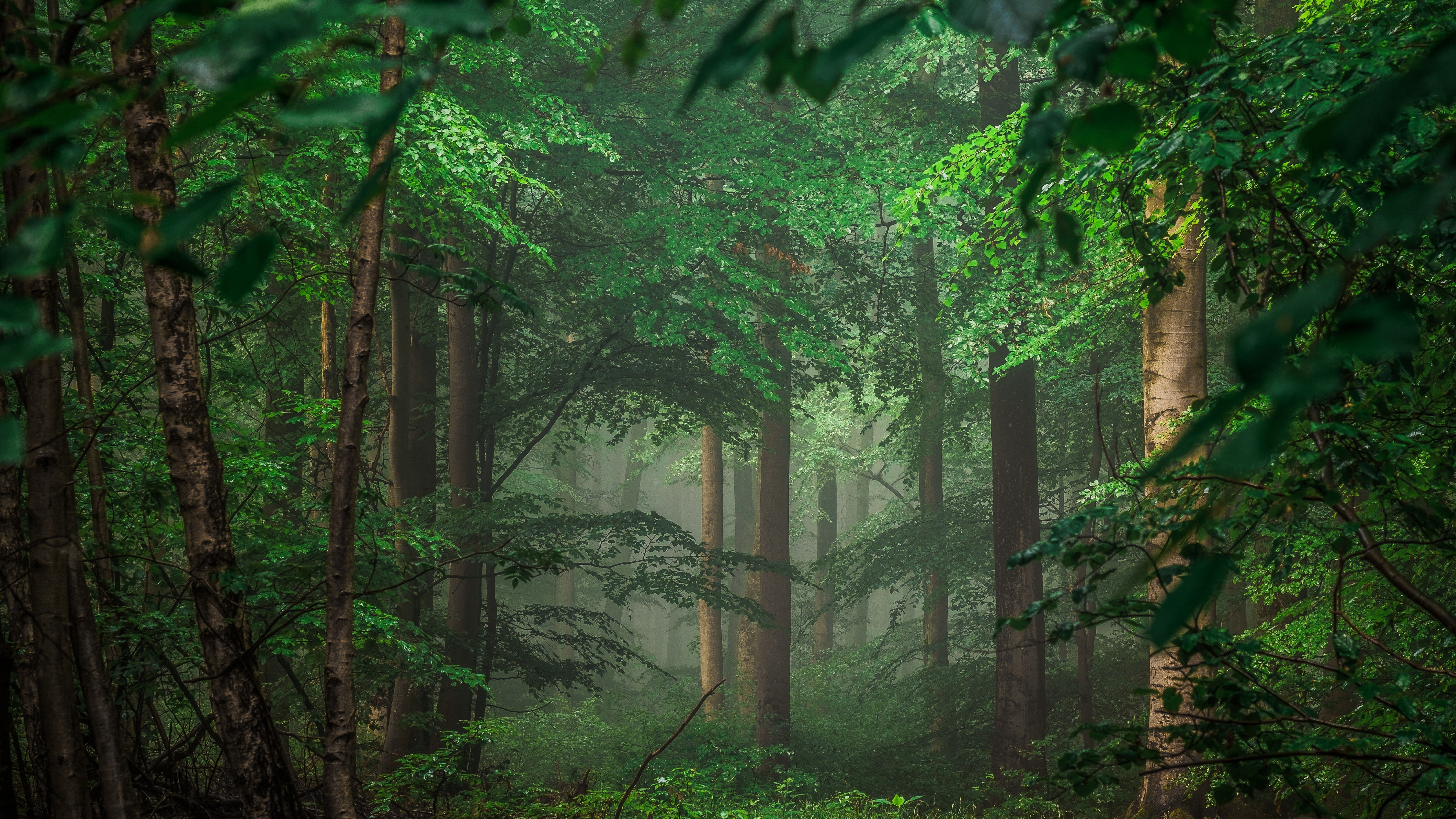 Dark Green Forest Wallpapers