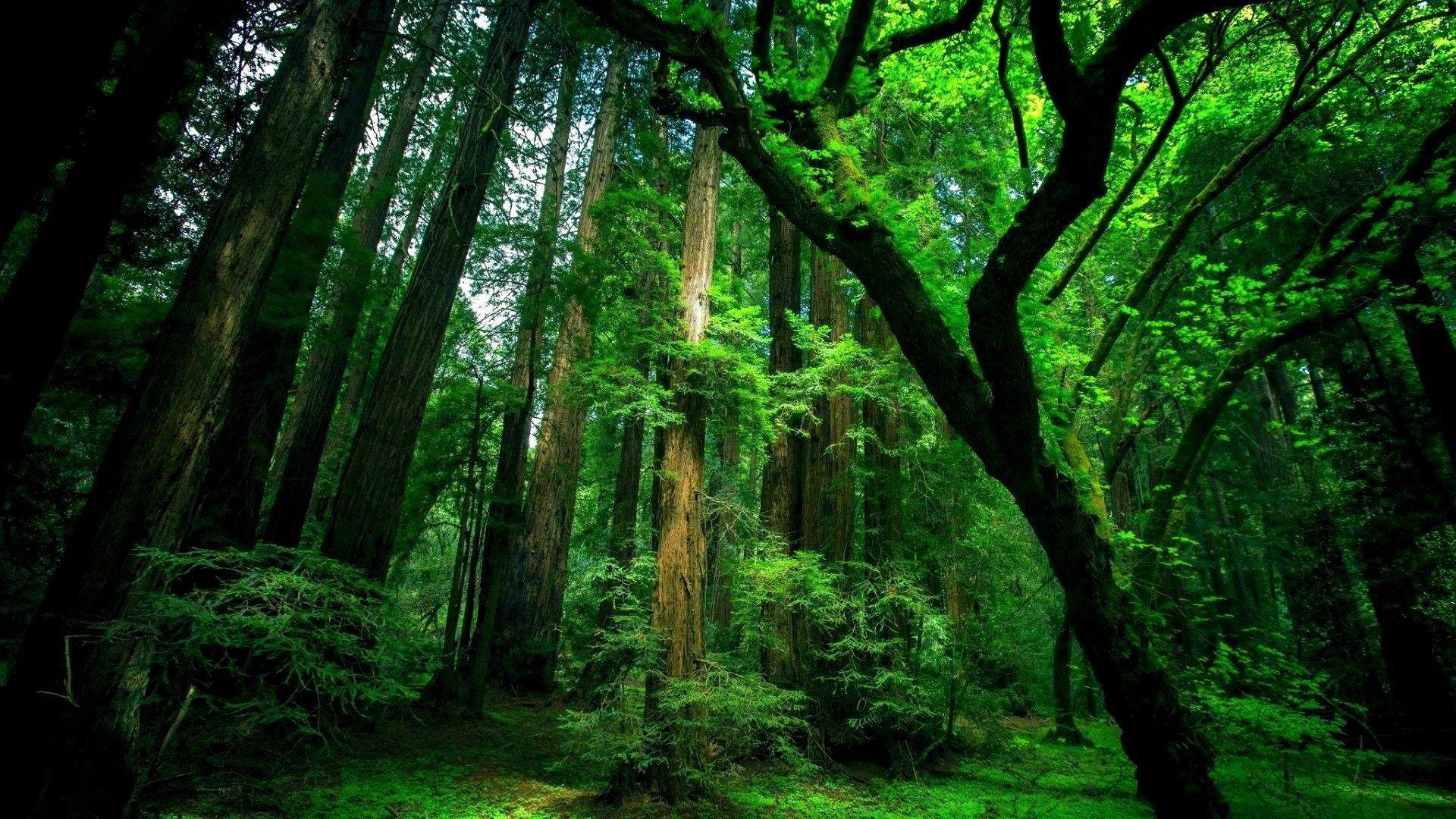 Dark Green Forest Wallpapers