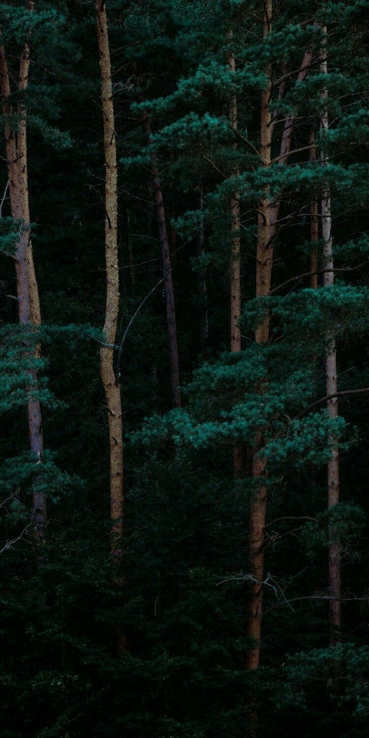 Dark Green Forest Wallpapers